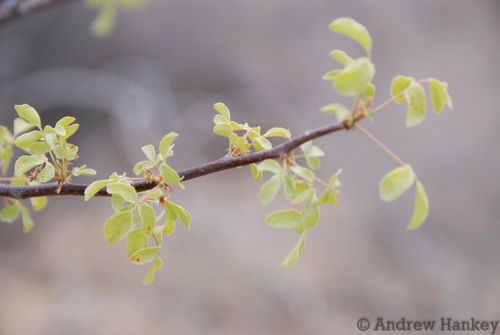 Commiphora angolensis