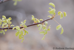 Commiphora angolensis