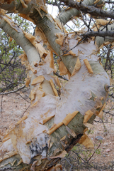 Commiphora angolensis