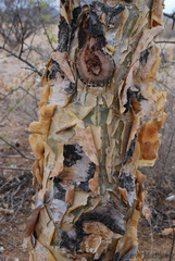 Commiphora angolensis