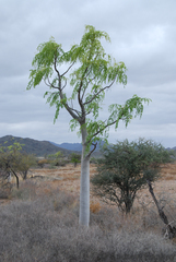 Moringa ovalifolia
