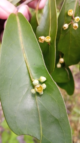 Polycardia lateralis