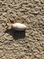 Emerita brasiliensis