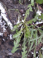 Taraxacum officinale