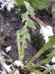 Taraxacum officinale