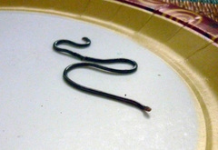 Typhlopidae