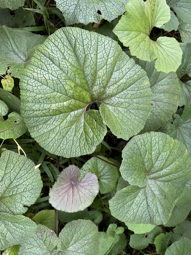 Gunnera macrophylla observed 2023-07-15
