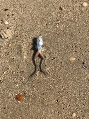 Leptodactylus luctator