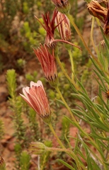 Dimorphotheca montana