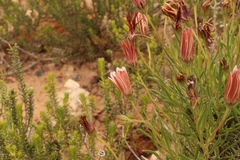 Dimorphotheca montana