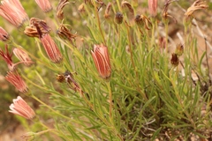 Dimorphotheca montana