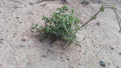 Fockea edulis
