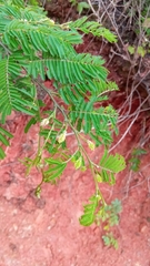 Dichrostachys akataensis