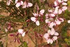 Polygala microlopha microlopha
