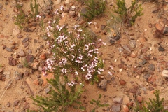 Polygala microlopha microlopha
