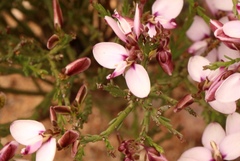 Polygala microlopha microlopha