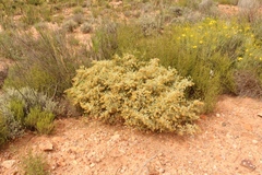 Hermannia holosericea