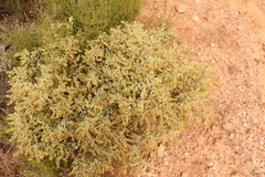 Hermannia holosericea