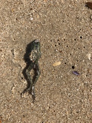 Leptodactylus luctator