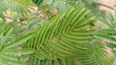Dichrostachys akataensis