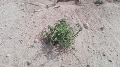Fockea edulis