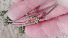 Fockea edulis