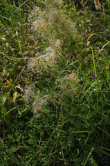 Clematis lathyrifolia