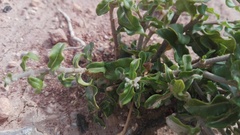 Fockea edulis
