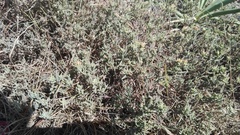 Delosperma testaceum