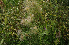 Clematis lathyrifolia