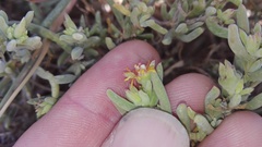 Delosperma testaceum