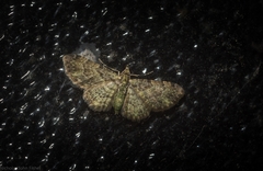 Chloroclystis mniochroa