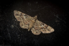 Gymnoscelis lophopus