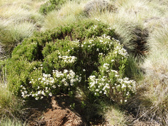Chiliotrichum