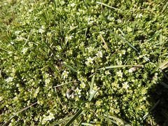 Arenaria serpens