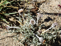 Leucheria candidissima