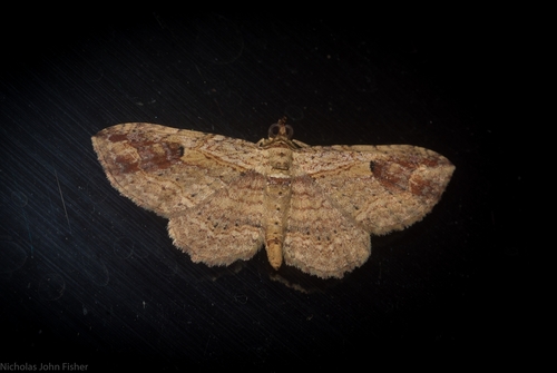 Ziridava xylinaria Walker, 1862