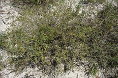 Astragalus albicaulis