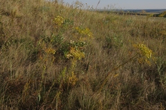 Ferulago galbanifera