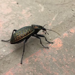 Carabus smaragdinus