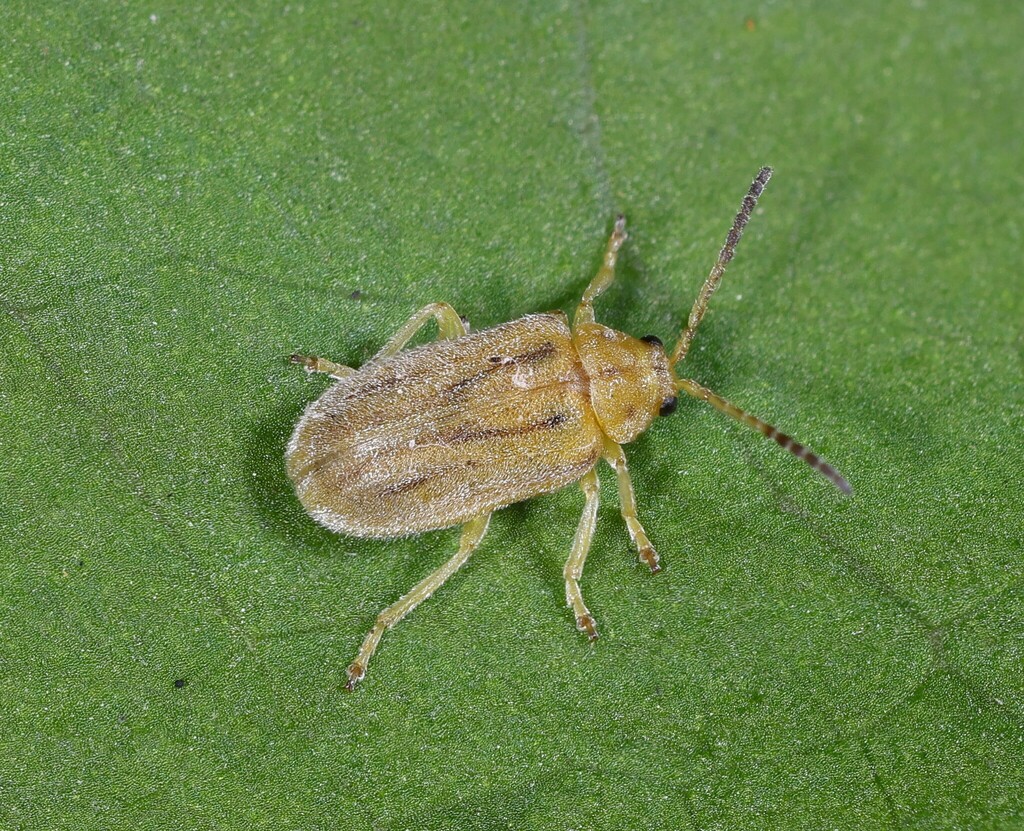 Ophraella bilineata