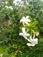 Jasminum angulare
