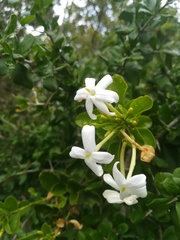 Jasminum angulare