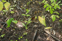 Convallaria majalis