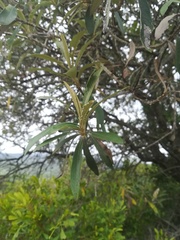 Buddleja salviifolia