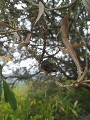 Buddleja salviifolia