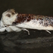 Small Fruit Tree Borer - Photo (c) Alan Melville, some rights reserved (CC BY-NC-ND), uploaded by Alan Melville
