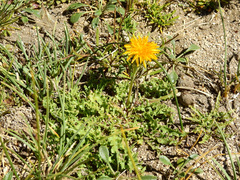Hypochaeris tenuifolia