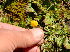 Calceolaria filicaulis