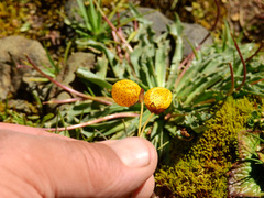 Calceolaria filicaulis